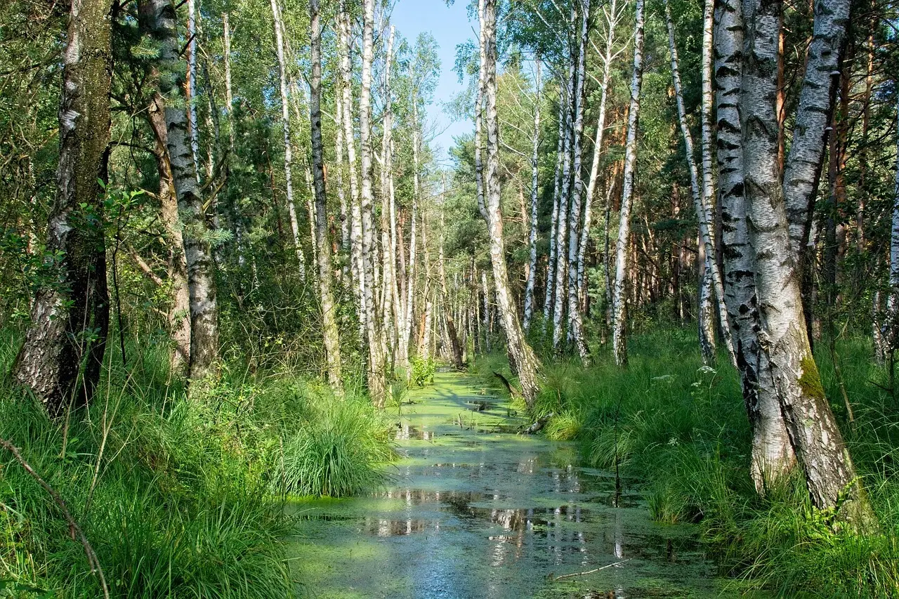 Svar til Norsk Skov krydsord