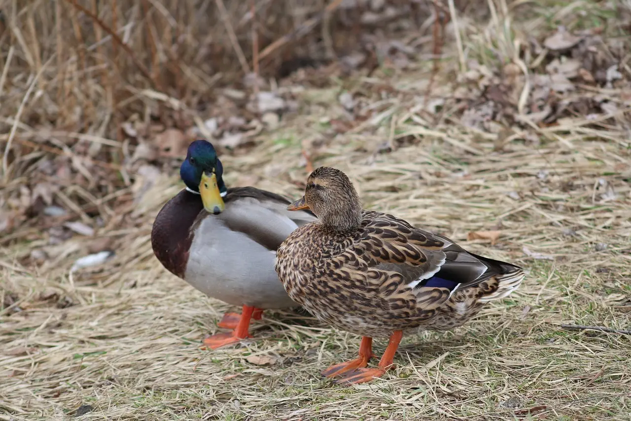 Hint for Enzym i Krydsord