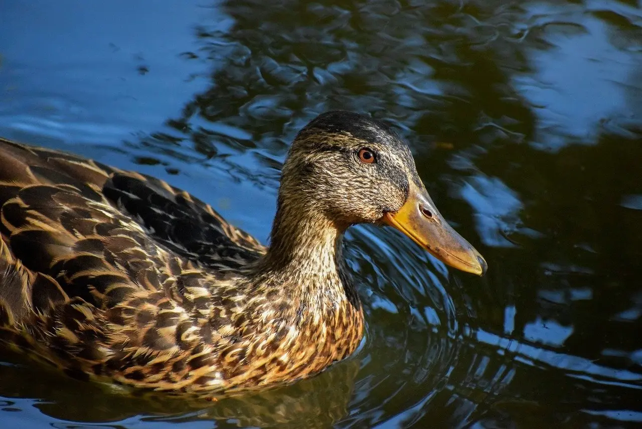Hjælp til Rejser i krydsord