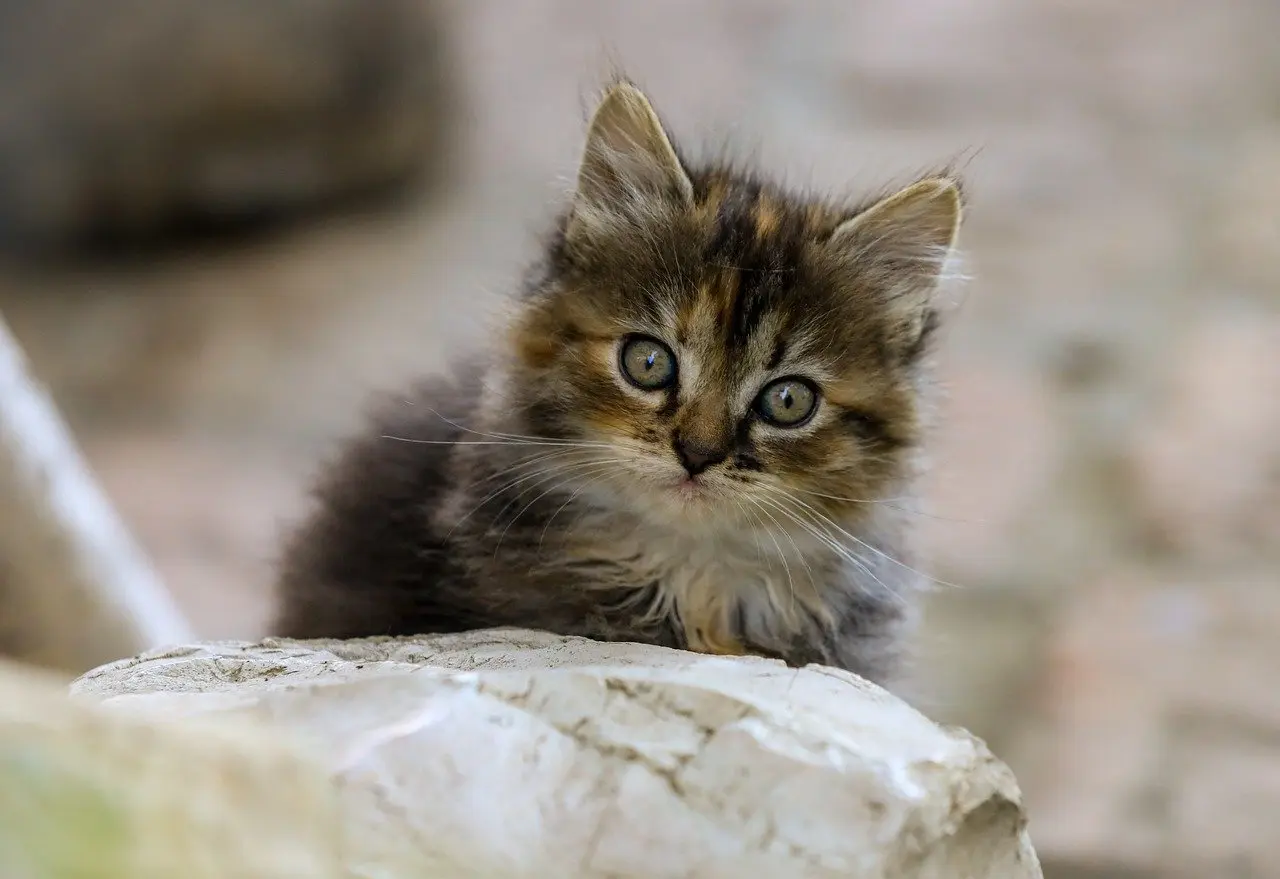 Ordliste til Norsk Kunstner krydsord